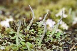 Image de Cladonia ochrochlora Flörke