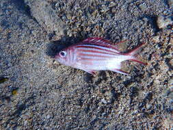 Image of Red Striped Squirrelfish