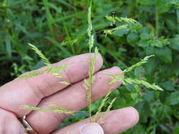 Image of Cut-grass