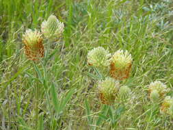 Image de Trifolium plumosum subsp. amplifolium (J. S. Martin) J. M. Gillett