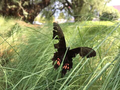 Image de Papilio anchisiades Esper 1788