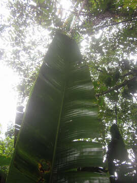 Image of Phenakospermum guyannense (A. Rich.) Endl. ex Miq.