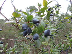 Image of Myrtus communis subsp. communis