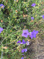 صورة Ruellia californica (Rose) I. M. Johnston