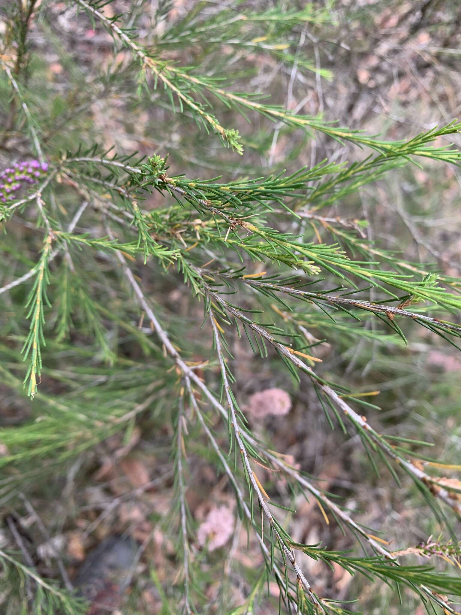 Image of Melaleuca diosmatifolia Dum.-Cours.