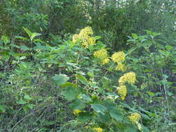 Image of Roldana chapalensis (S. Wats.) H. Rob. & Brettell