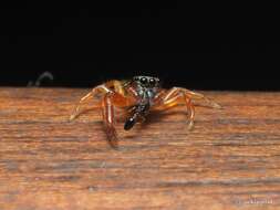 Image of Jumping spider