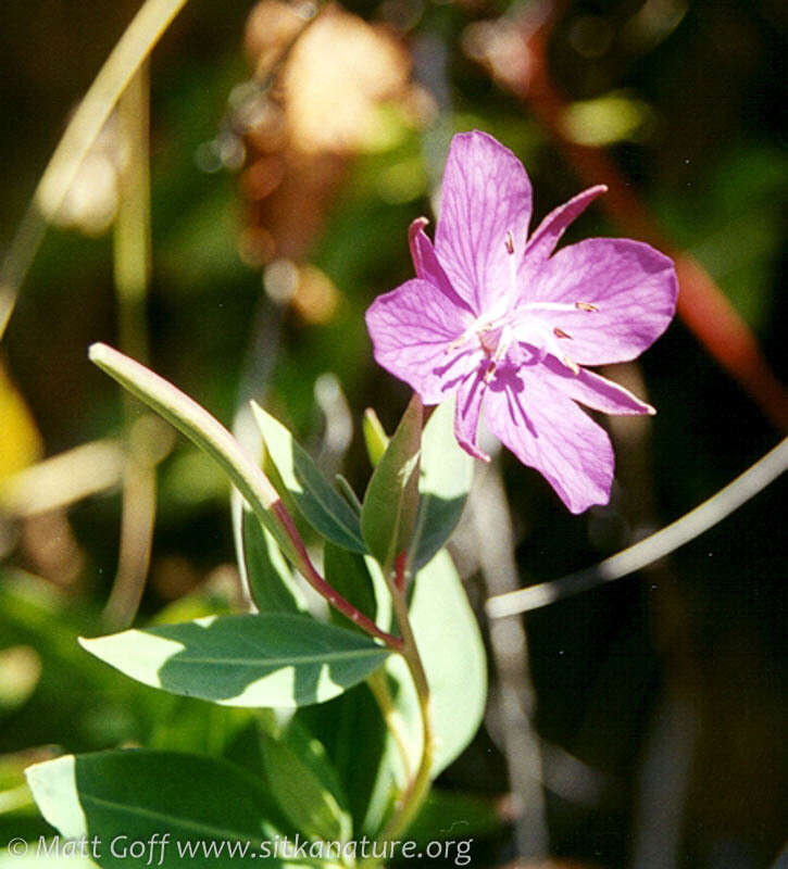 Imagem de Epilobium latifolium L.