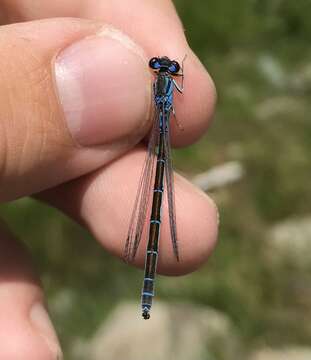 Image of Ornate Bluet