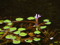 Image of <i>Pontederia diversifolia</i>