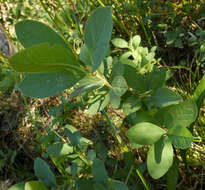 Imagem de Lonicera caerulea var. cauriana (Fern.) Boivin