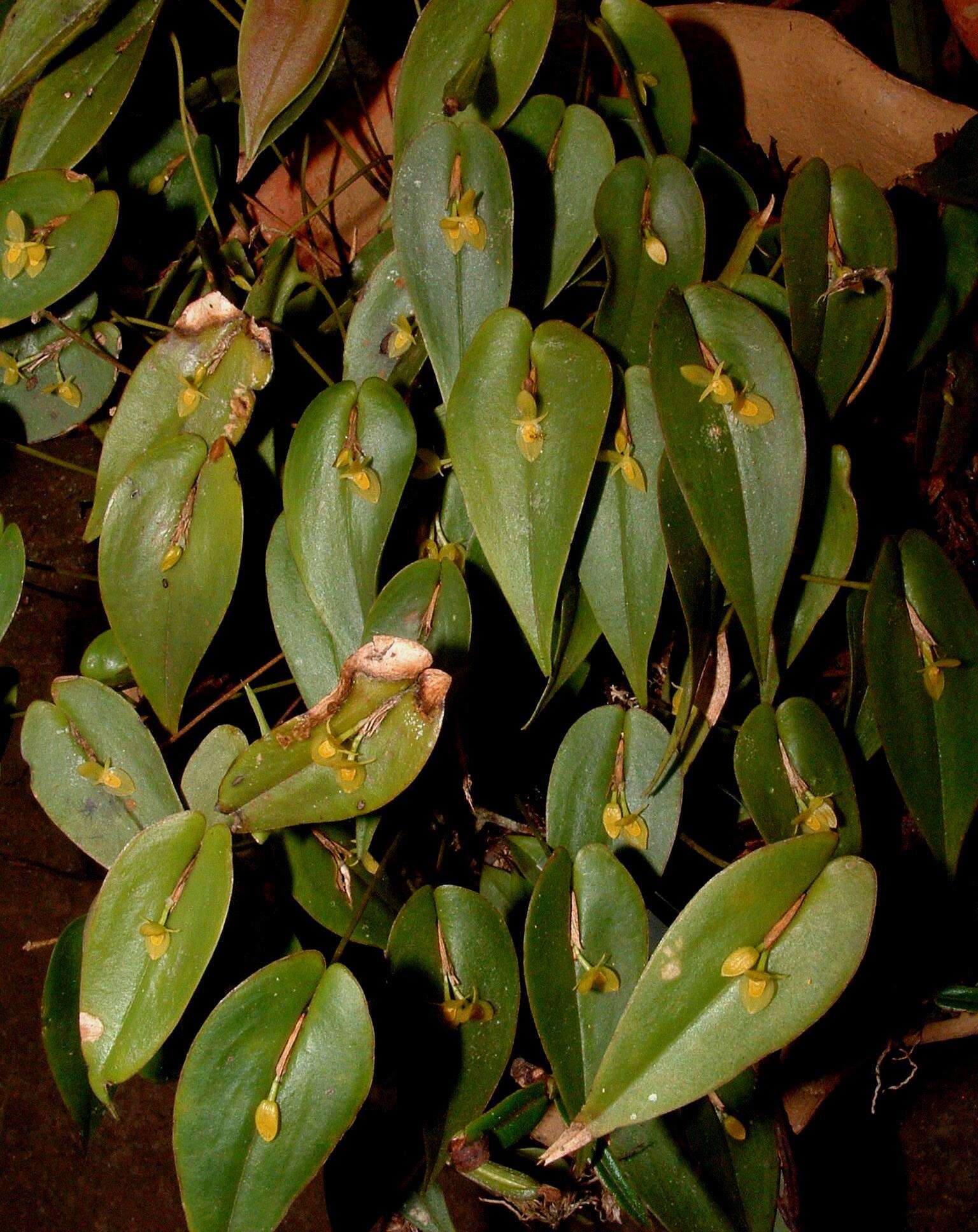 Image of Pleurothallis homalantha Schltr.