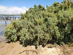 Image of bluegreen saltbush