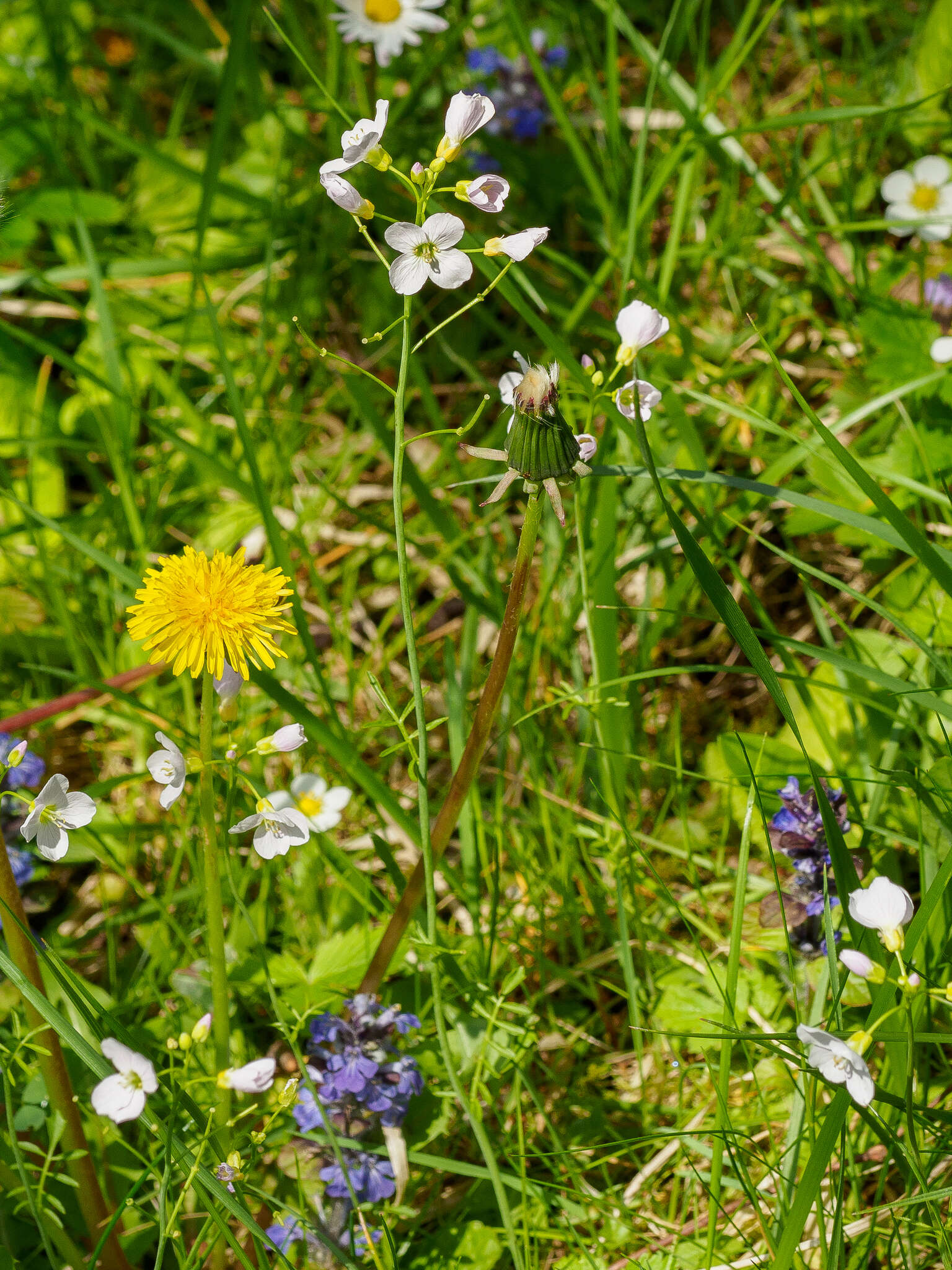 Image of cuckoo flower