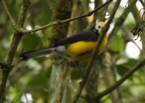 Image of Golden-fronted Redstart