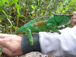 Image of Parson's Chameleon