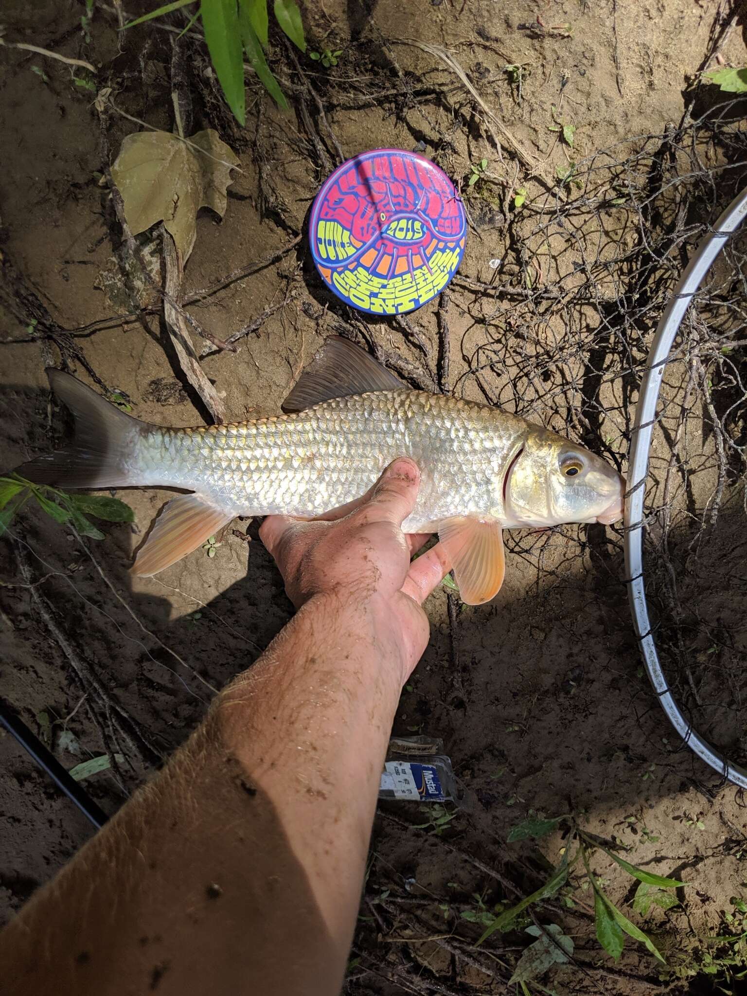 Image of Silver Redhorse