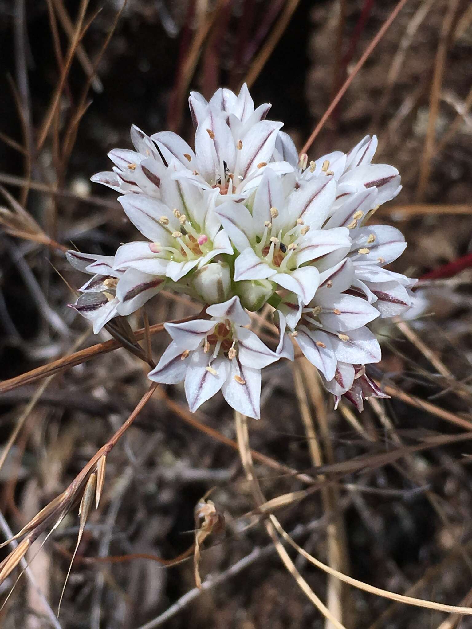 Image of pitted onion