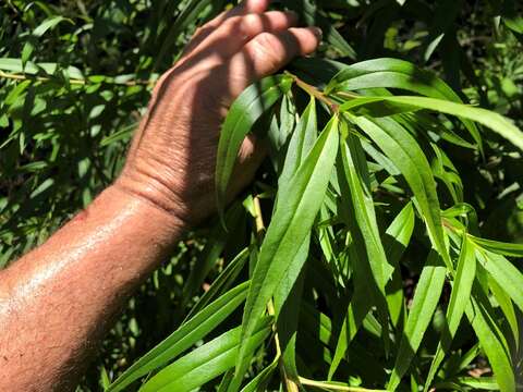 Image de Myoporum betcheanum L. S. Smith