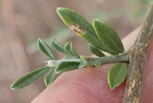 Plancia ëd Otholobium candicans (Eckl. & Zeyh.) C. H. Stirt.