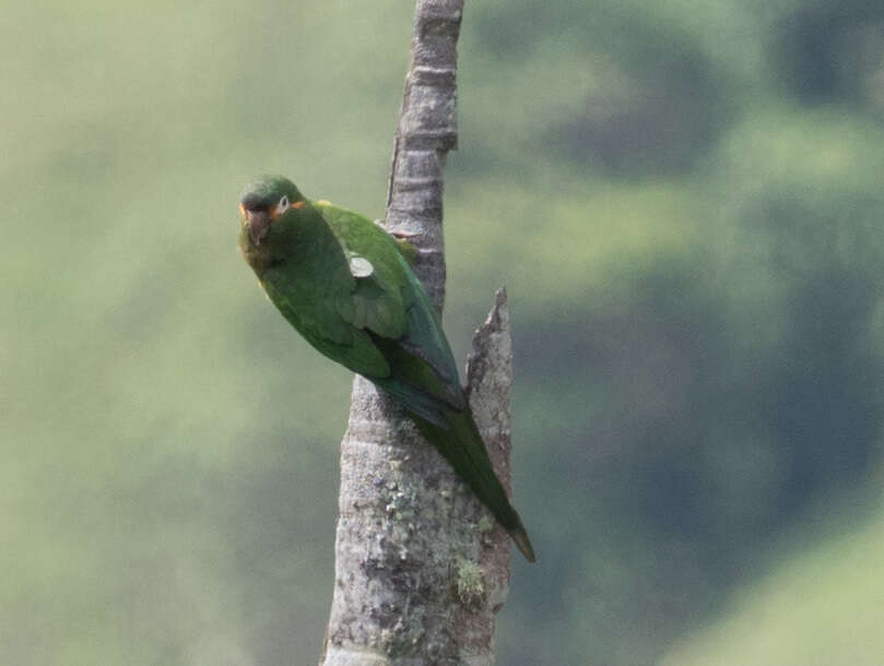 Image de Leptosittaca Berlepsch & Stolzmann 1894