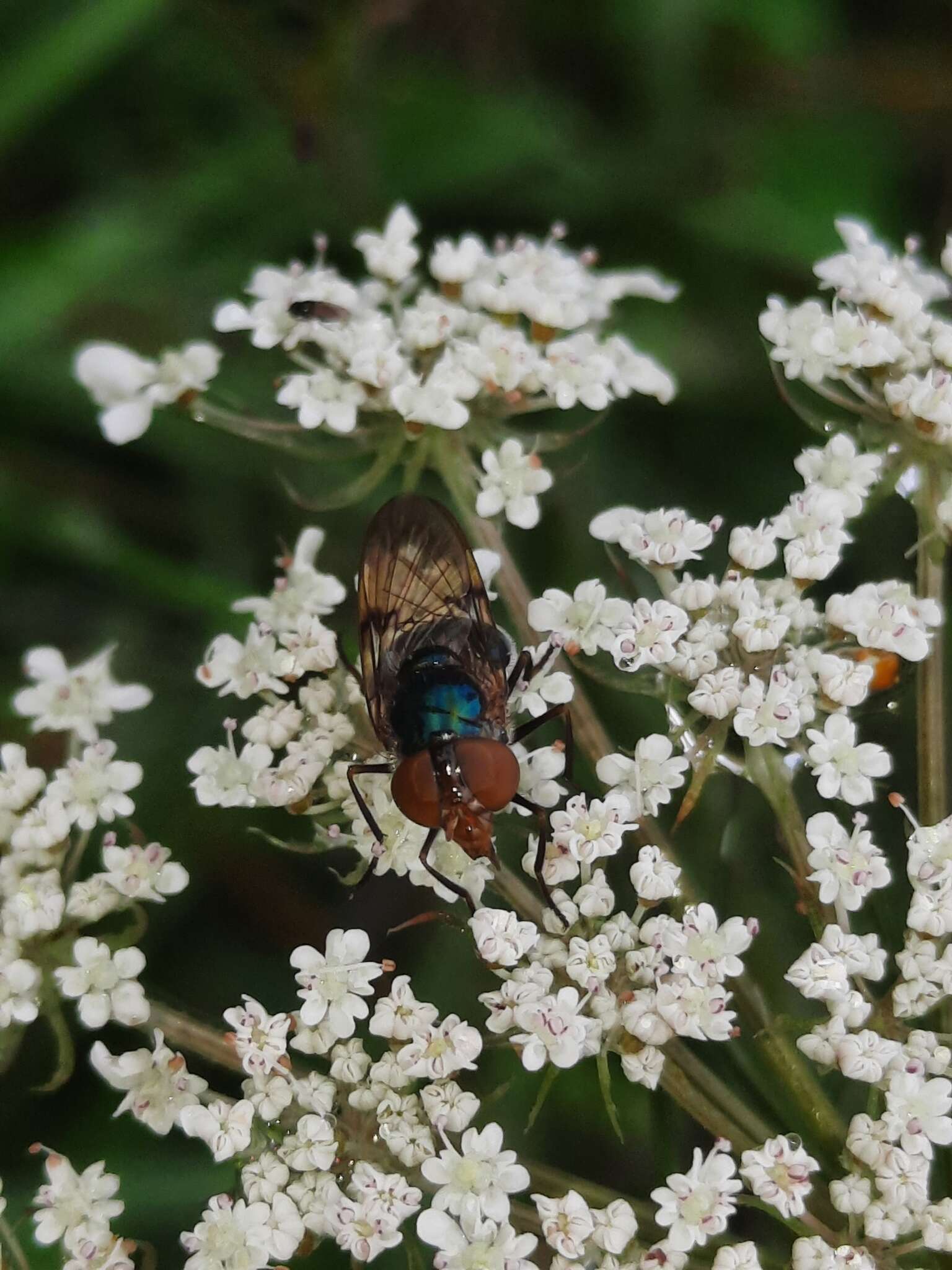 Image of Violet Bromeliad Fly