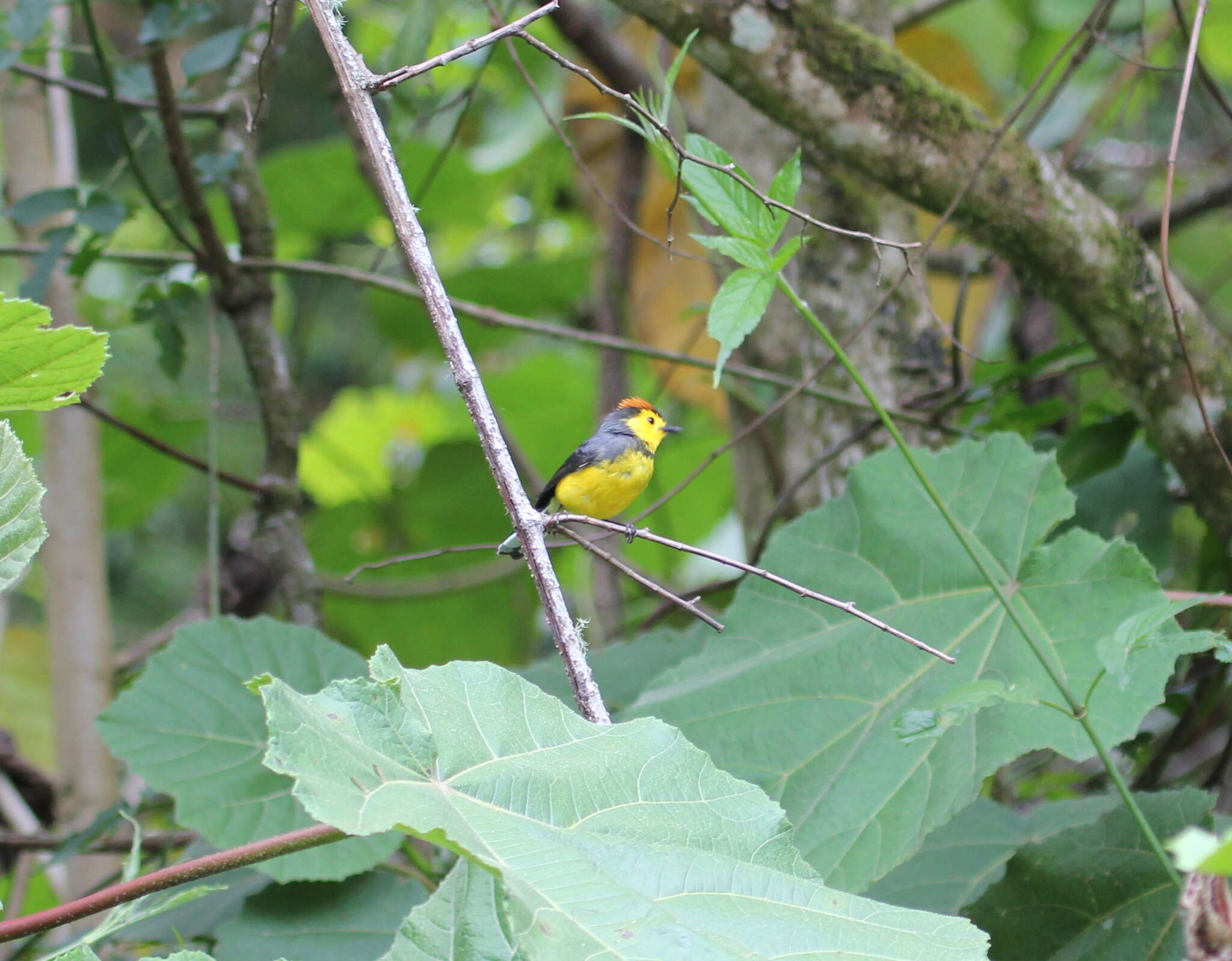 Image of Collared Whitestart