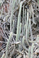 Image of Cleistocactus pungens F. Ritter