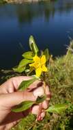 صورة Ludwigia grandiflora var. hexapetala (Hook. & Arn.) D. B. Ward