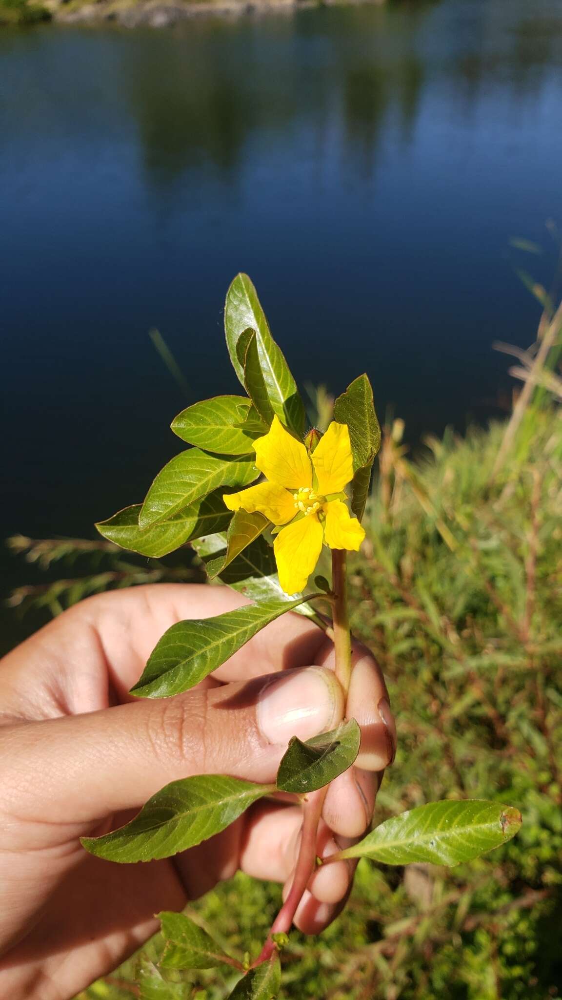 صورة Ludwigia grandiflora var. hexapetala (Hook. & Arn.) D. B. Ward