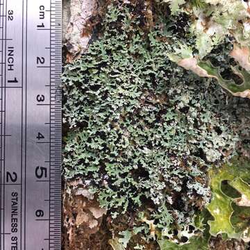 Image of Blue Ridge shield lichen