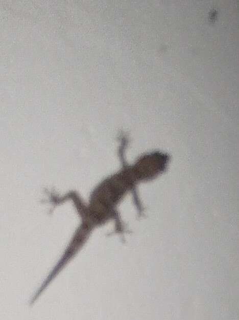 Image of Gomero Wall Gecko