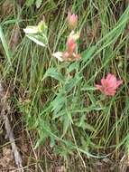 Image of Castilleja rhexifolia Rydb.