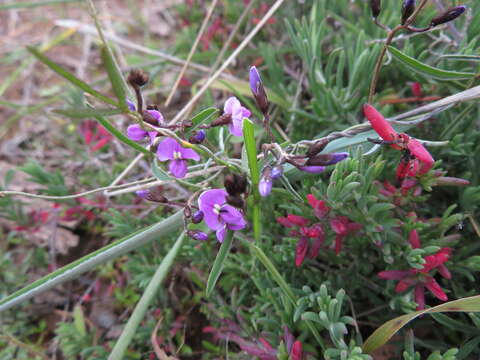 Image of <i>Glycine rubiginosa</i>