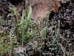 Image of transcend cup lichen