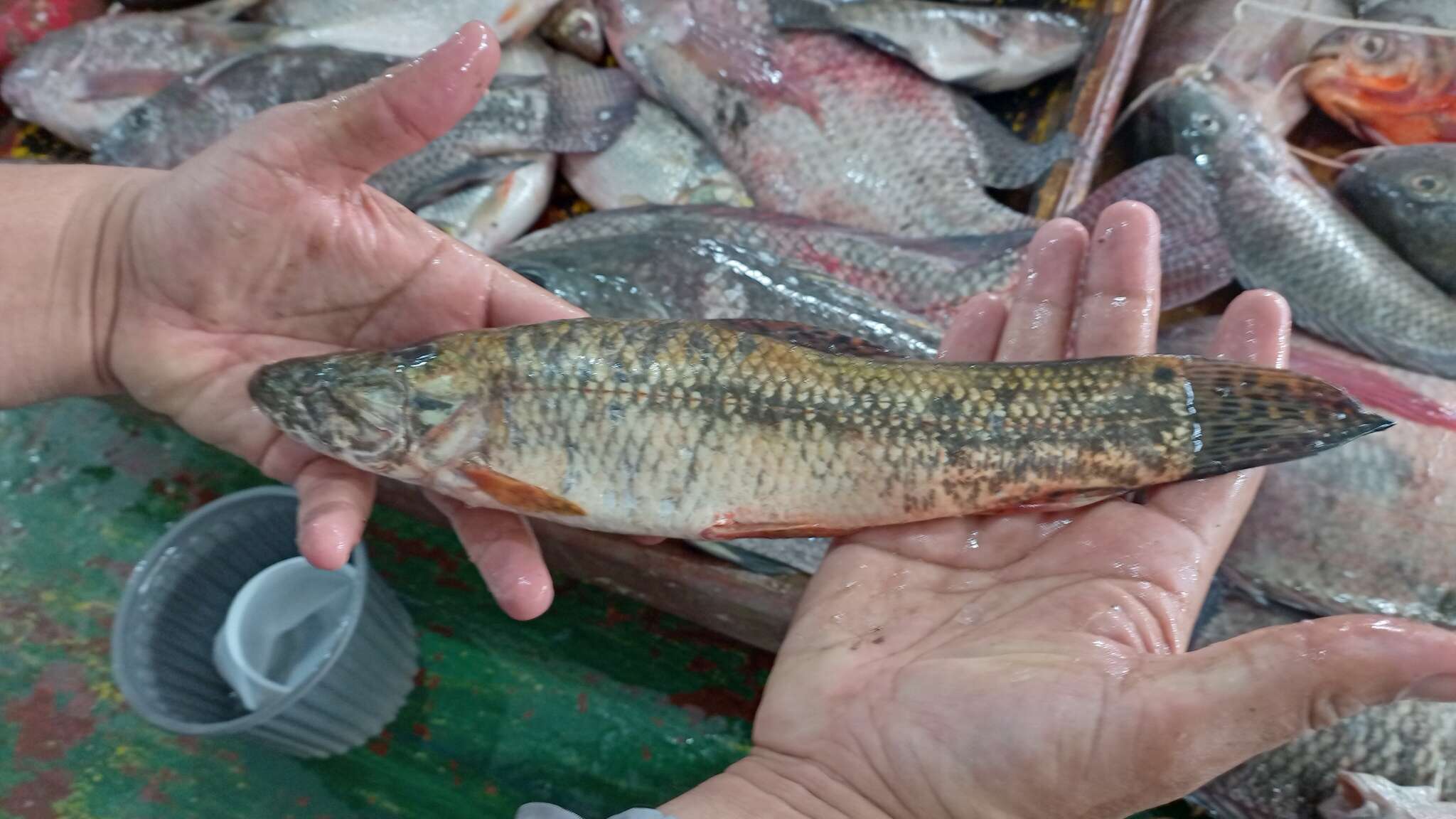 Image of Tiger fish