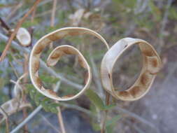 Image of Schott's stickpea