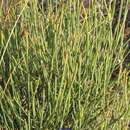 Image of Ephedra fragilis subsp. fragilis