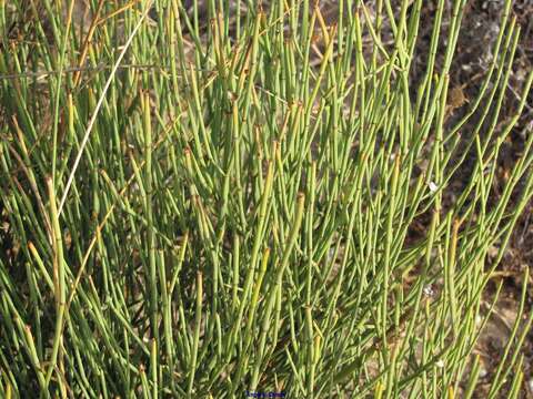 Image of Ephedra fragilis subsp. fragilis