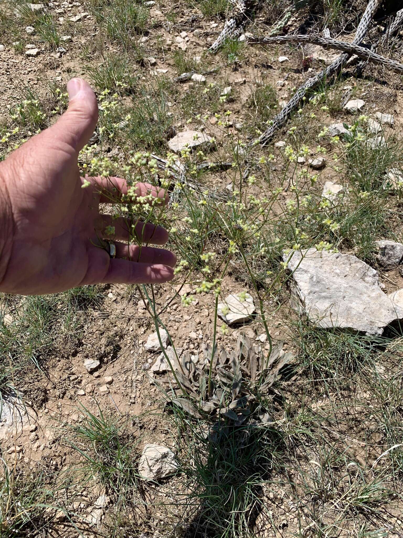 Image of Havard's buckwheat