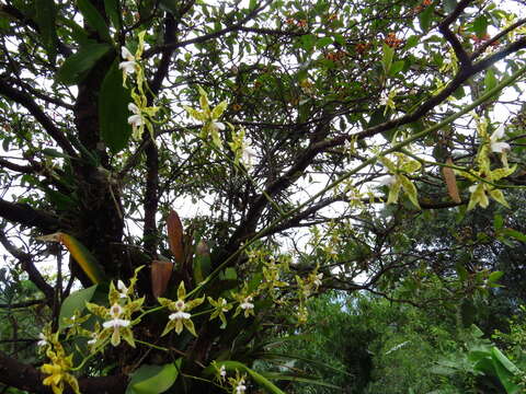 Image of Oncidium hastatum (Bateman) Lindl.