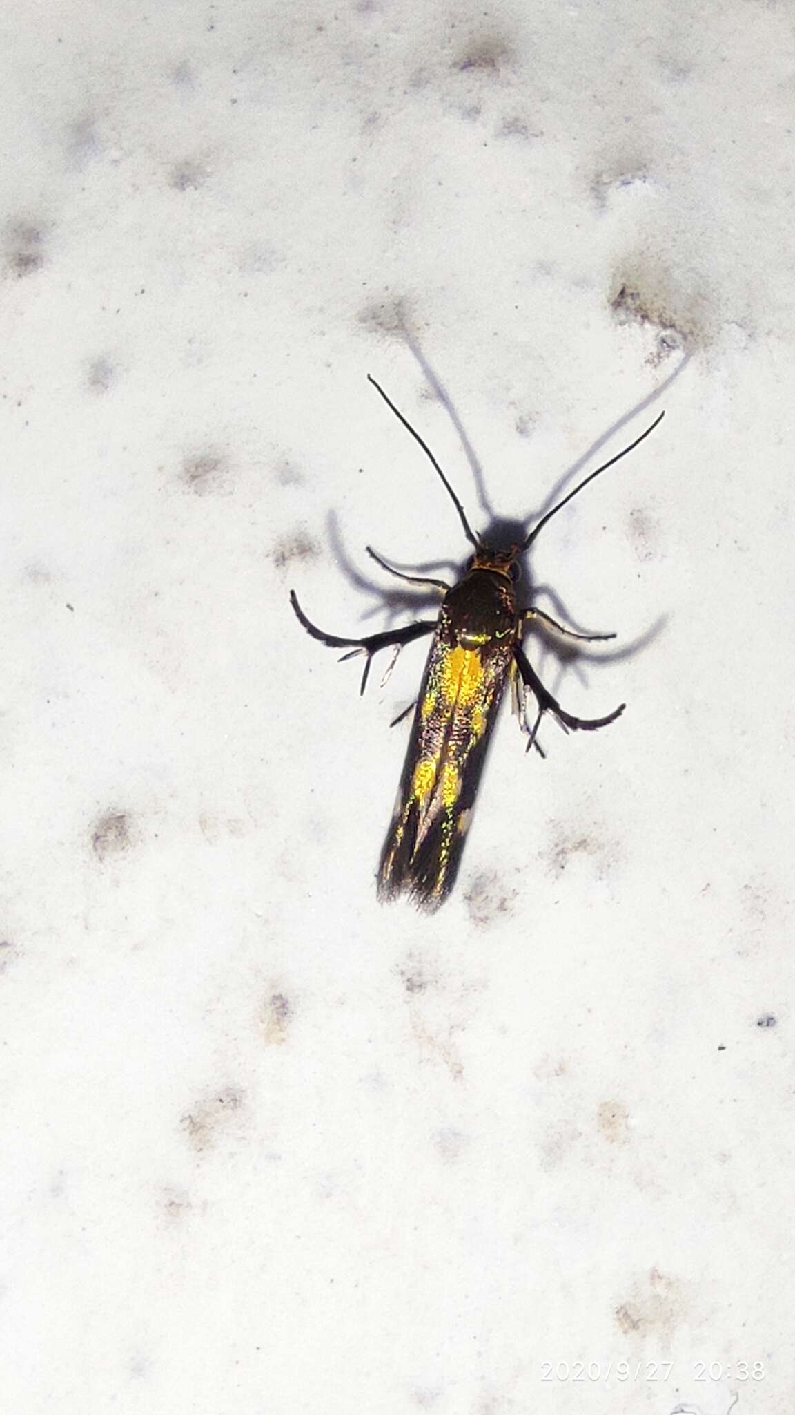 Image of Eretmocera impactella Walker 1864