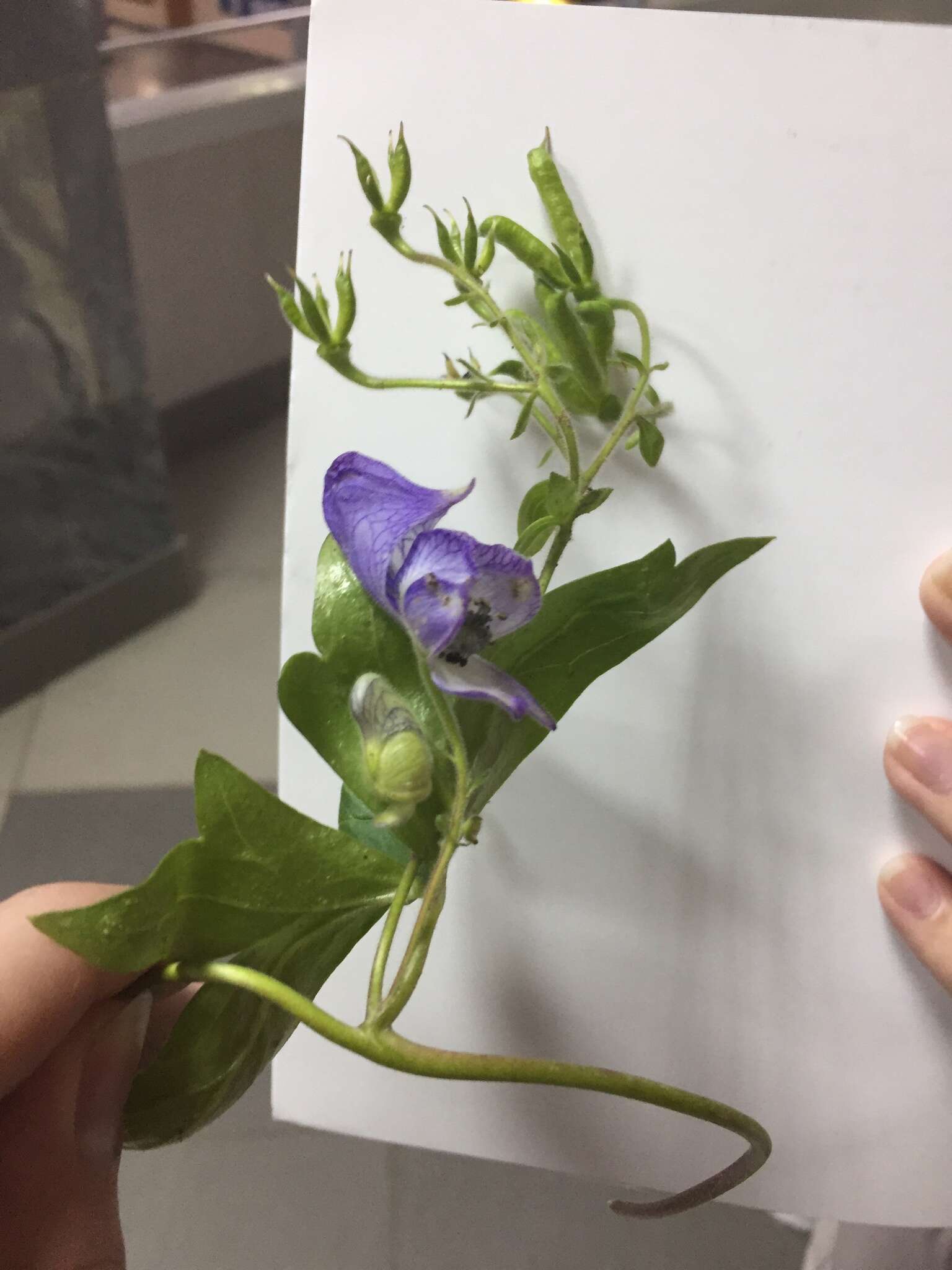 Image of Aconitum volubile Pall.