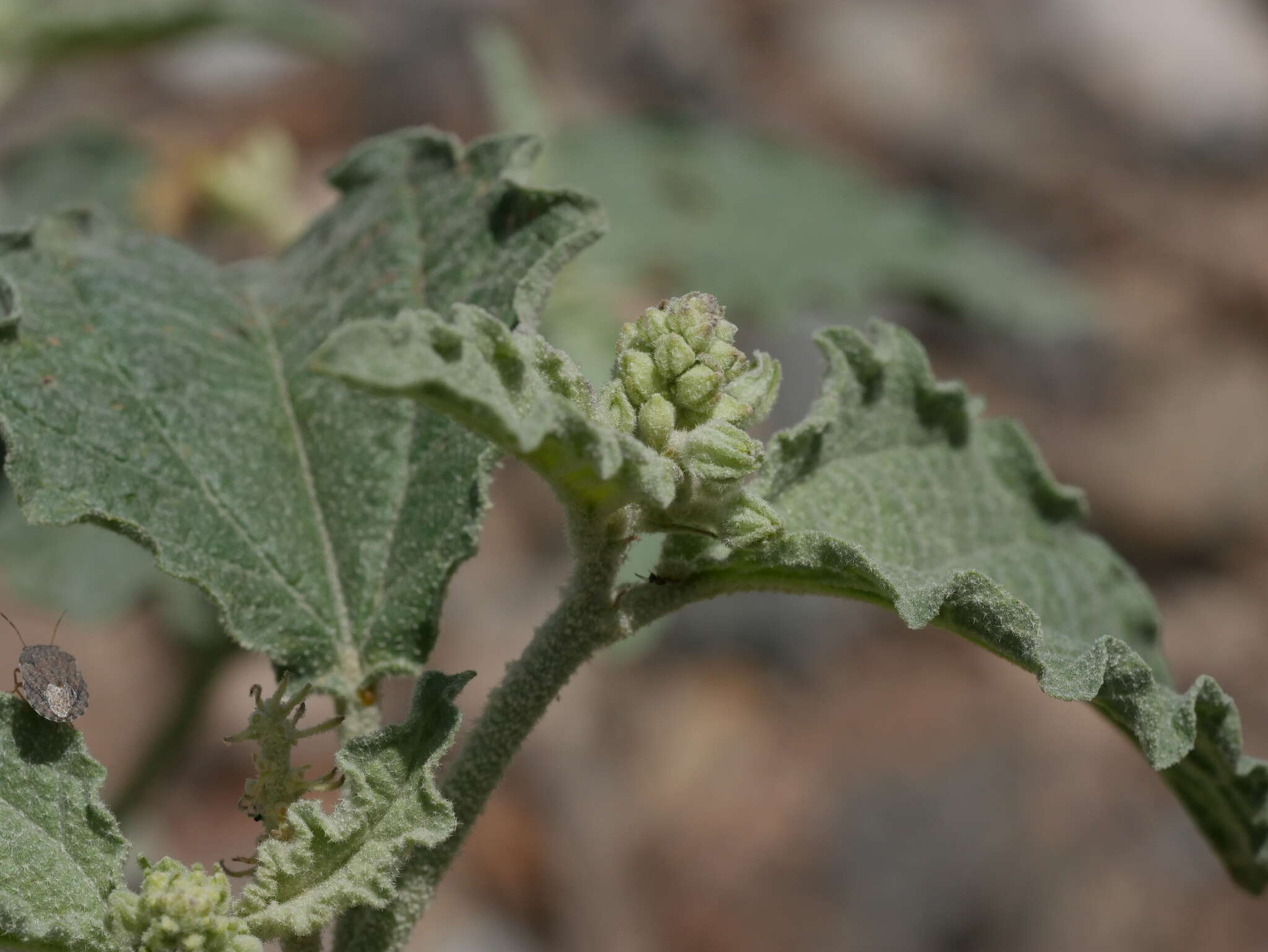 Image of Chrozophora oblongifolia (Delile) A. Juss. ex Spreng.