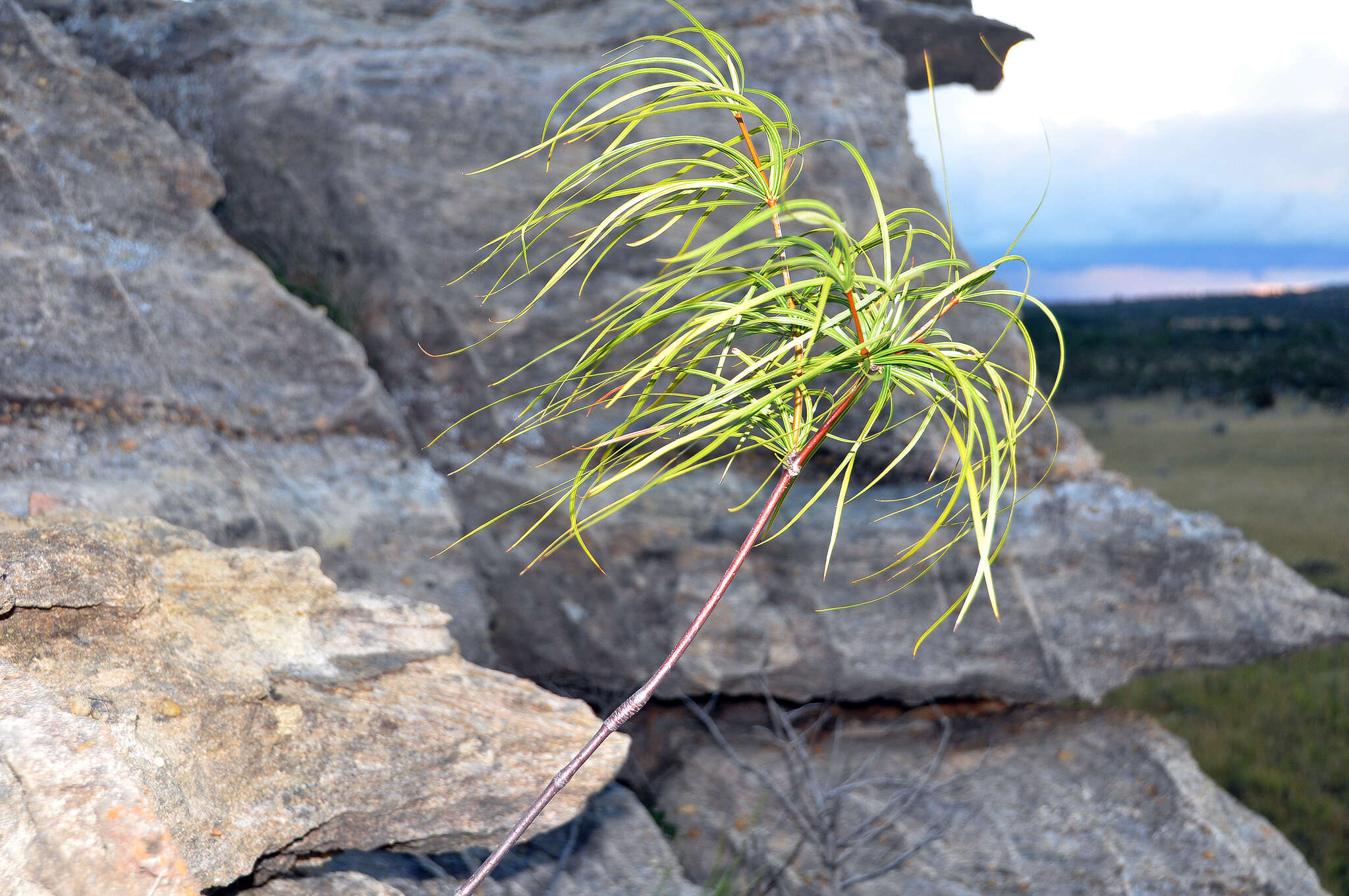 Ischnolepis graminifolia (Costantin & Gallaud) J. Klack.的圖片