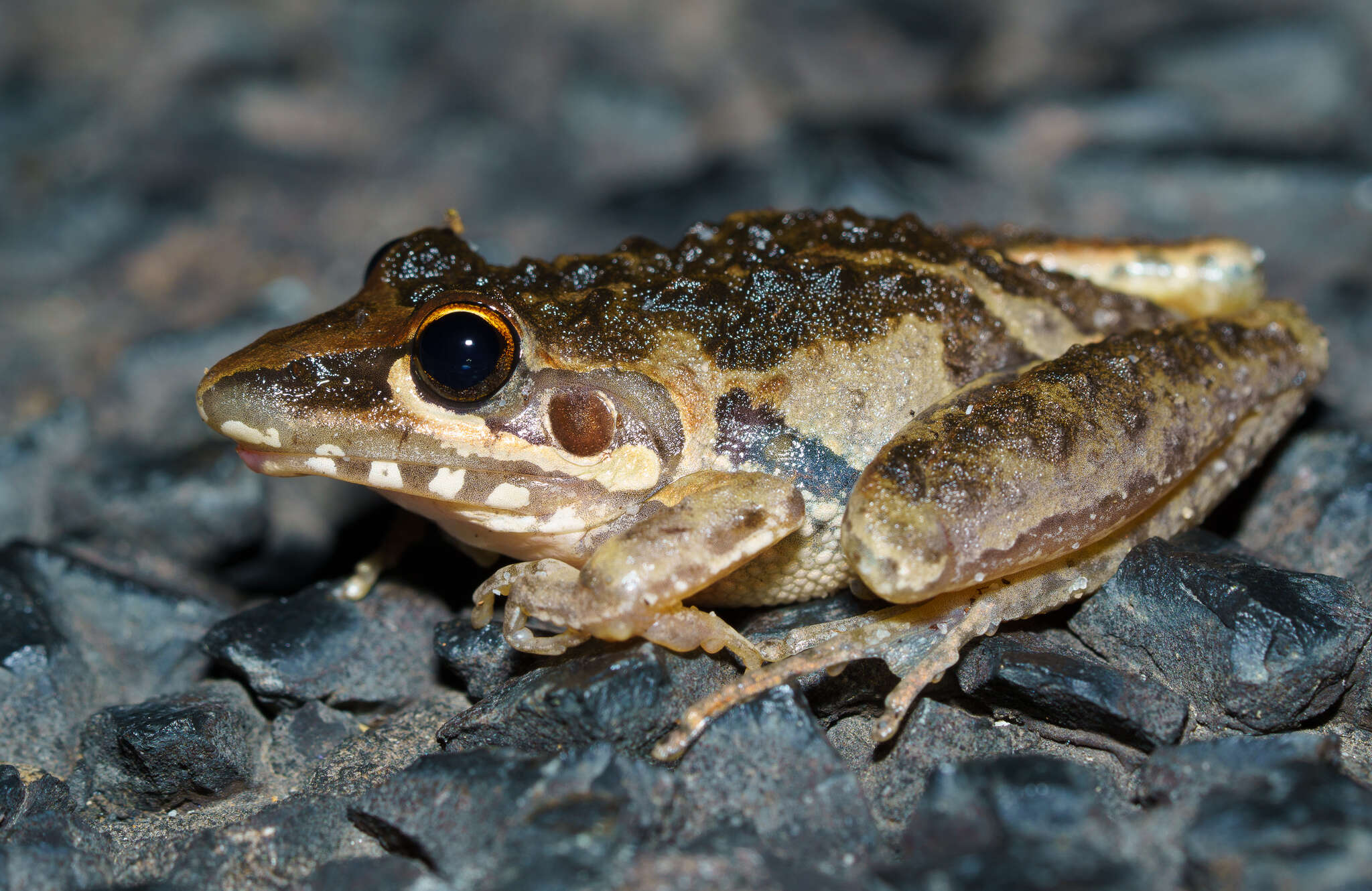 Imagem de Litoria freycineti Tschudi 1838