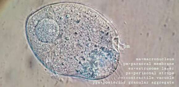 Image of Brachonella contorta