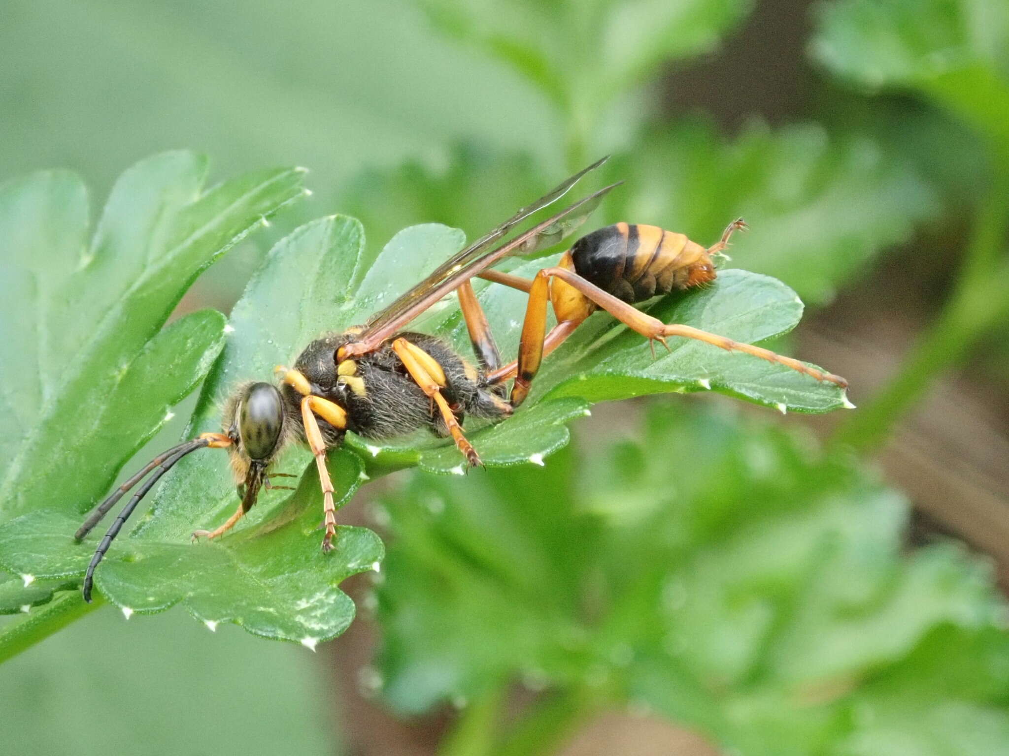 صورة Sceliphron formosum (F. Smith 1856)