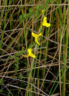 Image of Utricularia prehensilis E. Mey.