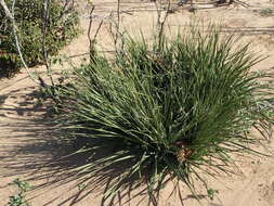 Image of Peninsular beargrass